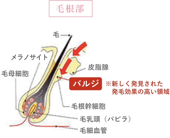 毛根部の図